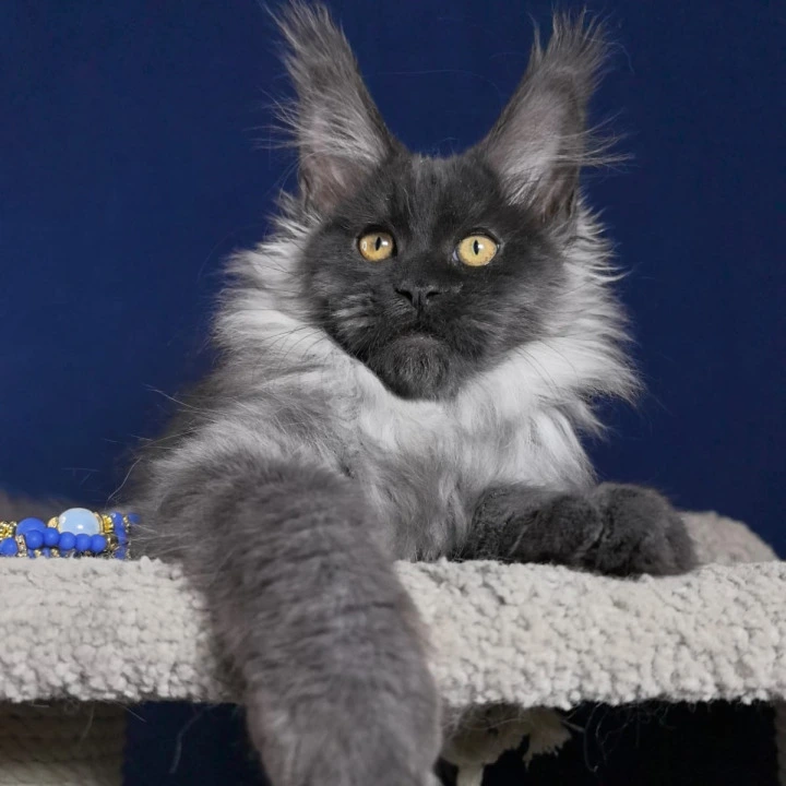 Marseille Maine Coon Kittens | Kitten for sale. 