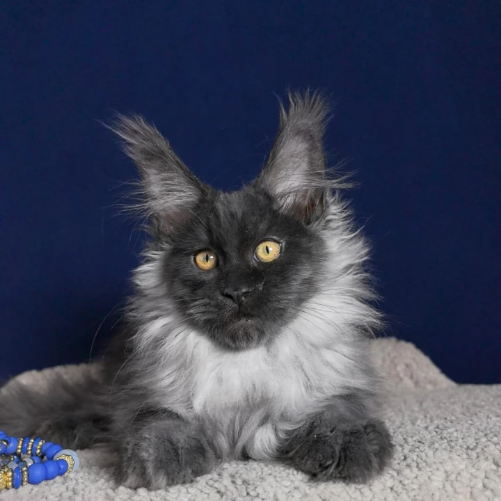 Marseille Maine Coon Kittens | Kitten for sale. 