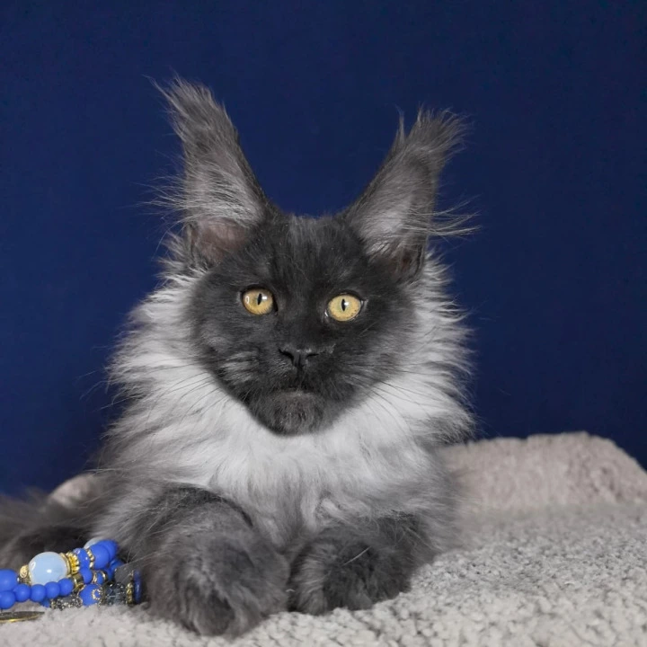 Marseille Maine Coon Kittens | Kitten for sale. 