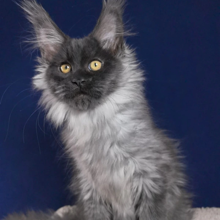 Marseille Maine Coon Kittens | Kitten for sale. 