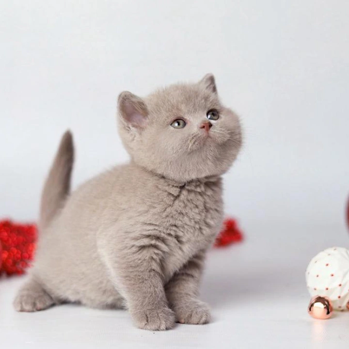 Daniel British Kittens | Kitten for sale. 