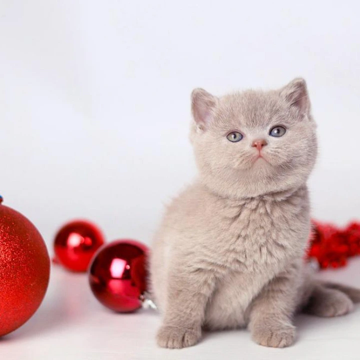 Daniel British Kittens | Kitten for sale. 