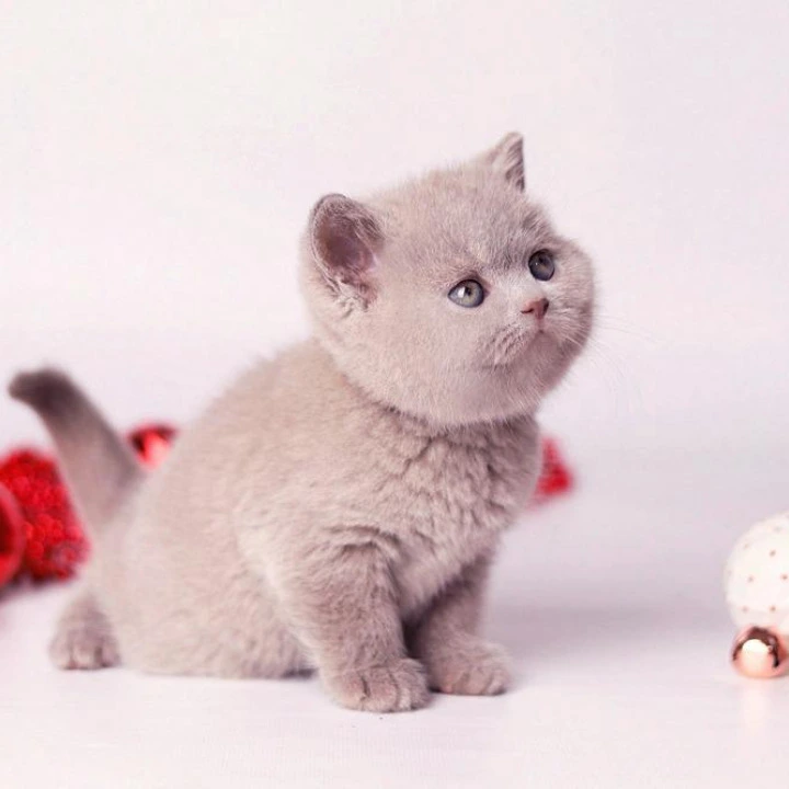 Daniel British Kittens | Kitten for sale. 