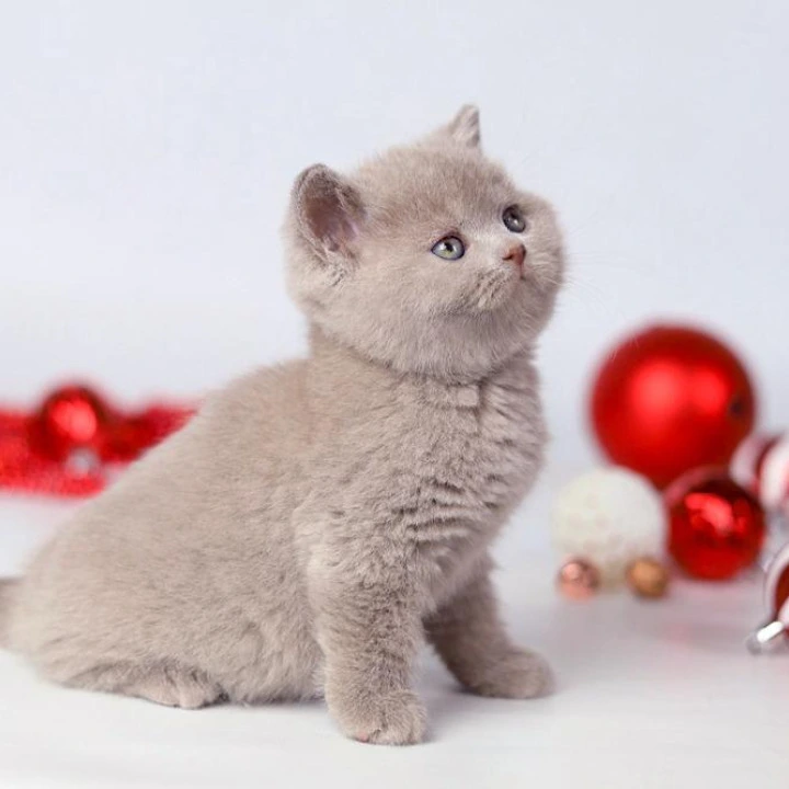 Daniel British Kittens | Kitten for sale. 