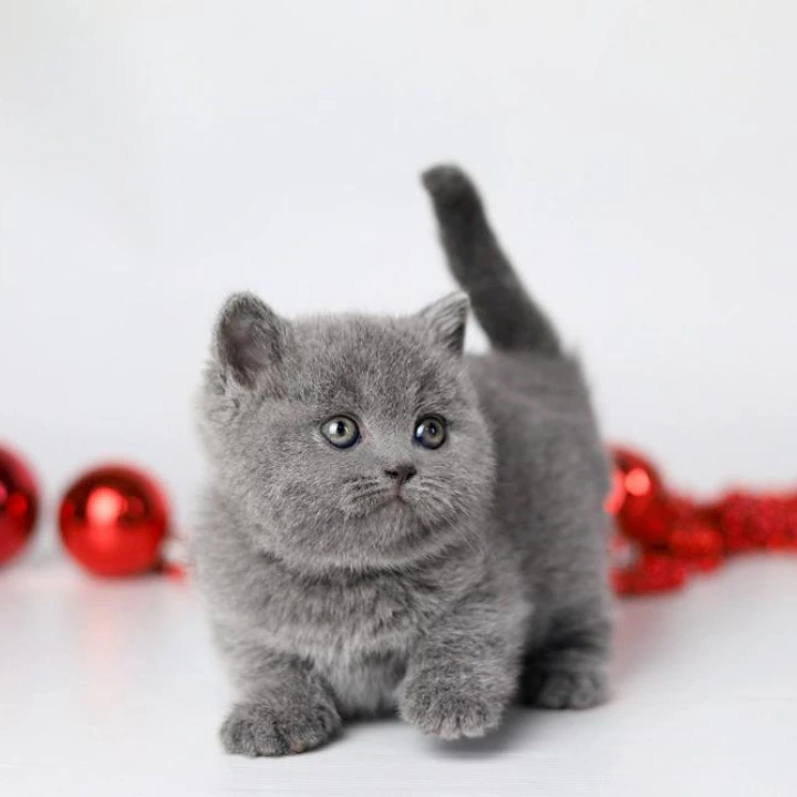 Daniella British Kittens | Buy a kitten. 