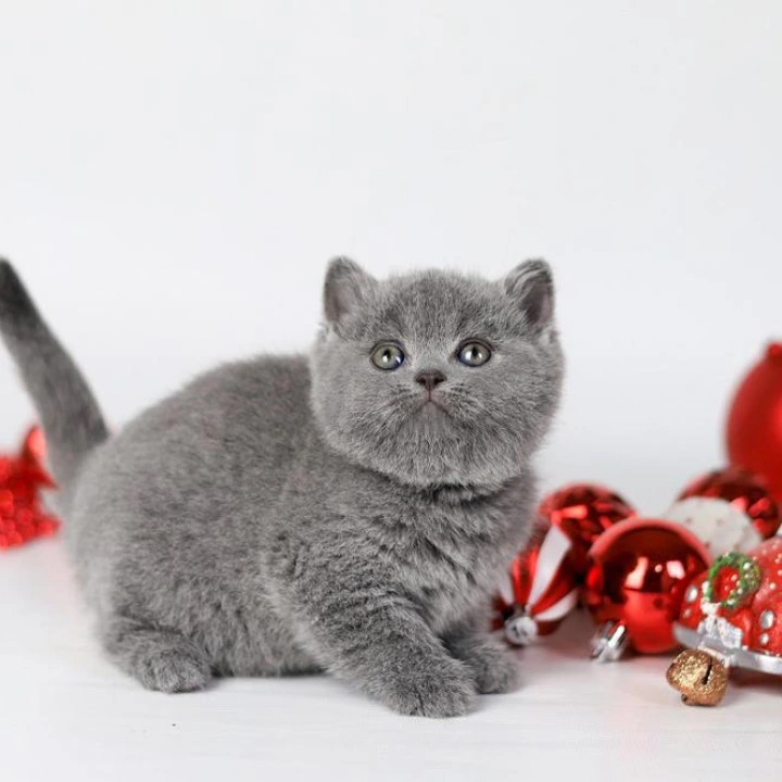 Daniella British Kittens | Buy a kitten. 