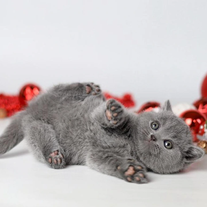 Daniella British Kittens | Buy a kitten. 