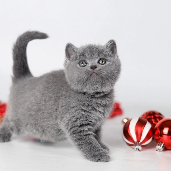 Daniella British Kittens | Buy a kitten. 