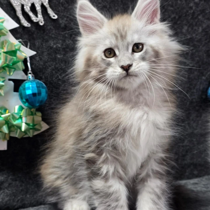 Zigfried Maine Coon Kittens | Kittens for sale. 