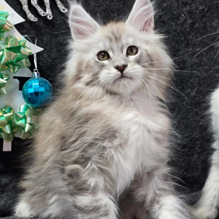 Zigfried Maine Coon Kittens | Kittens for sale. 