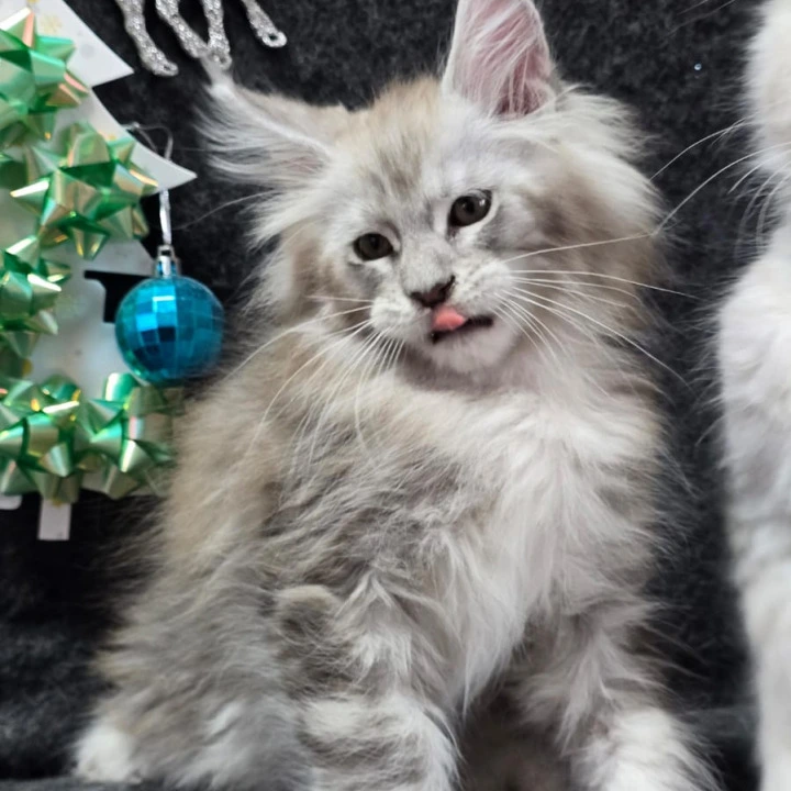Zigfried Maine Coon Kittens | Kittens for sale. 