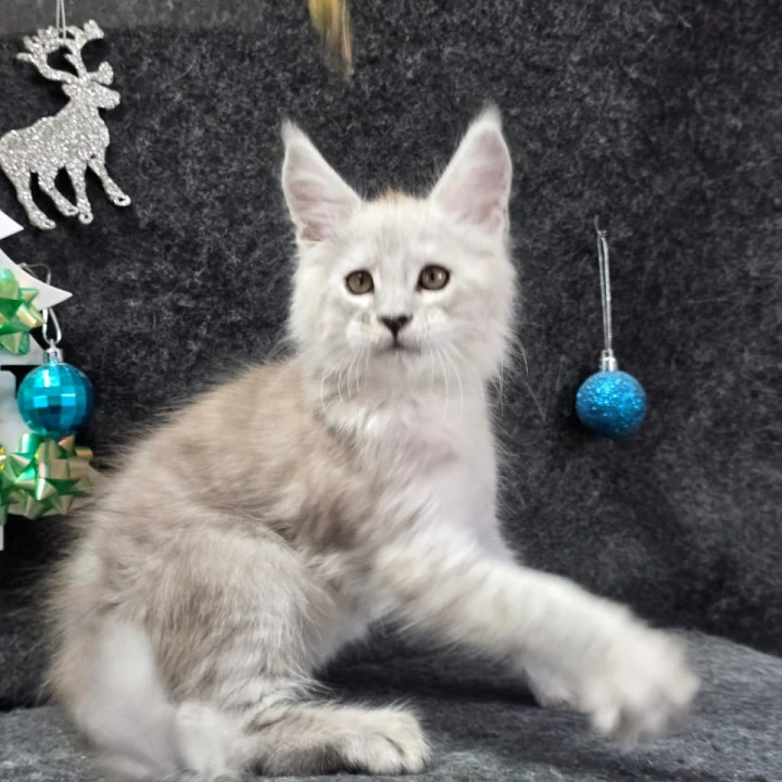 Zack Maine Coon Kittens | Buy a kitten. 