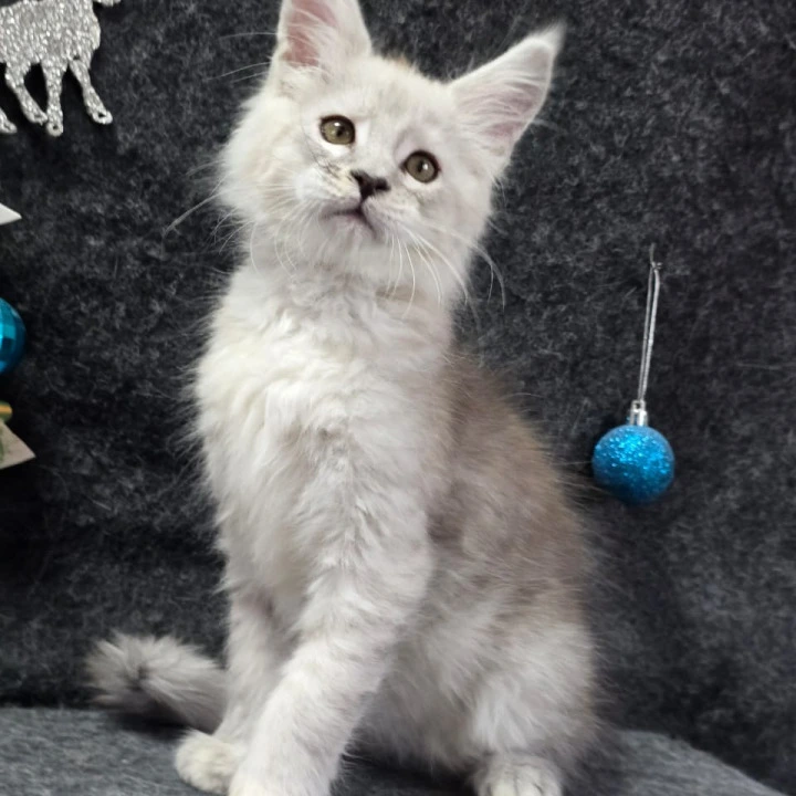 Zack Maine Coon Kittens | Buy a kitten. 