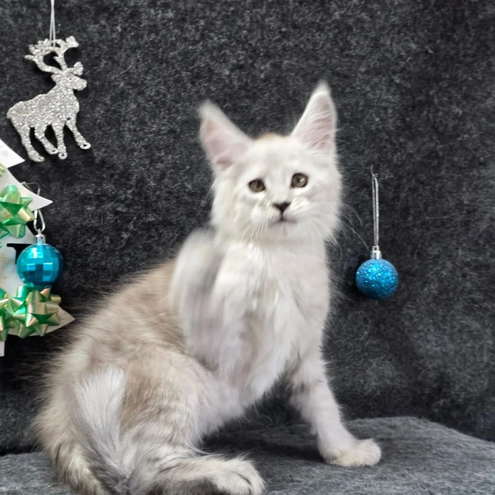 Zack Maine Coon Kittens | Buy a kitten. 