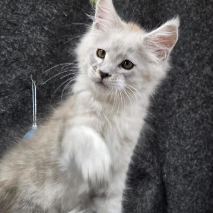Zack Maine Coon Kittens | Buy a kitten. 
