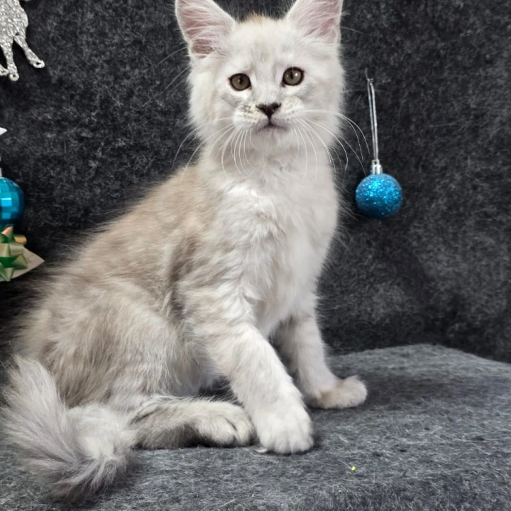 Zack Maine Coon Kittens | Buy a kitten. 