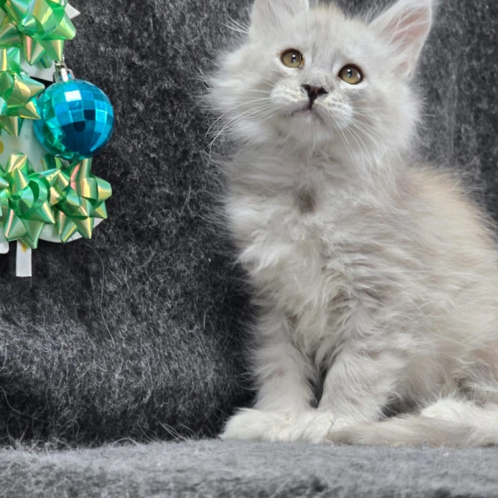 Zaharia Maine Coon Kittens | Kittens for sale. 