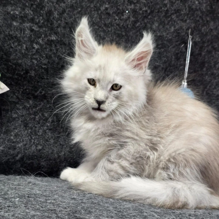 Zaharia Maine Coon Kittens | Kittens for sale. 