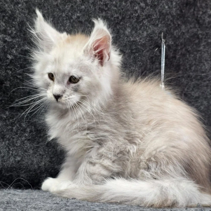 Zaharia Maine Coon Kittens | Kittens for sale. 