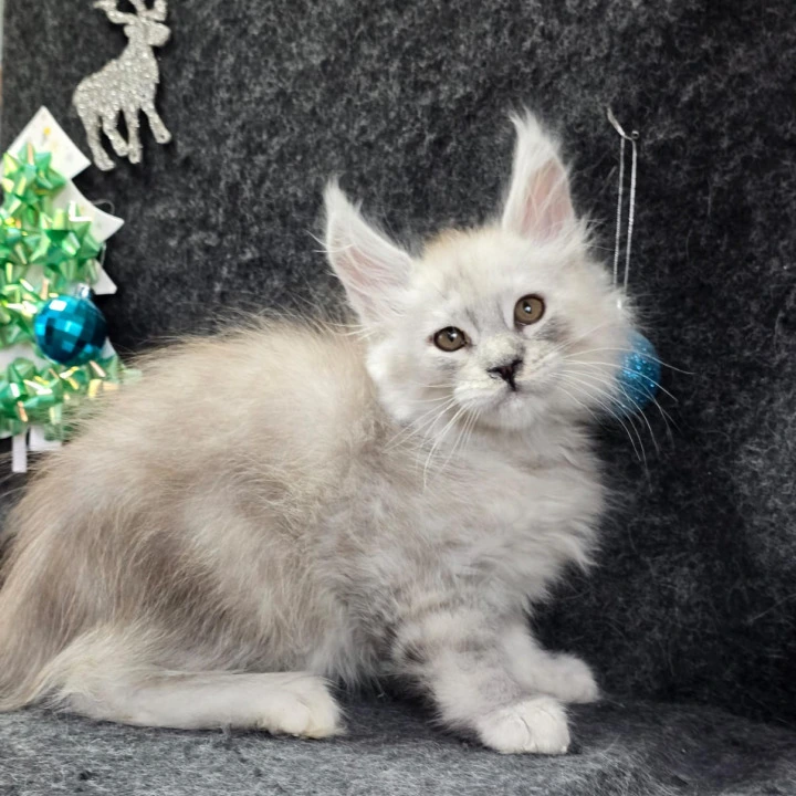 Zaharia Maine Coon Kittens | Kittens for sale. 