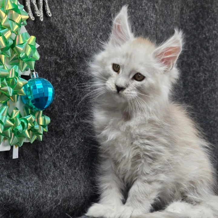 Zaharia Maine Coon Kittens | Kittens for sale. 