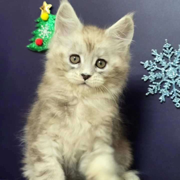 Aztec Maine Coon Kittens | Kittens for sale. 