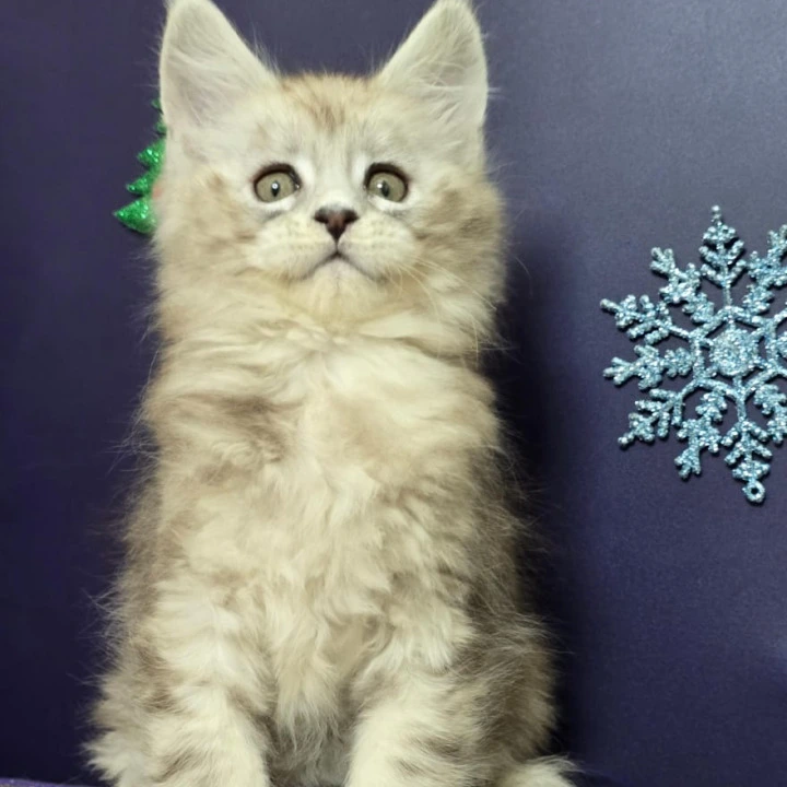 Aztec Maine Coon Kittens | Kittens for sale. 
