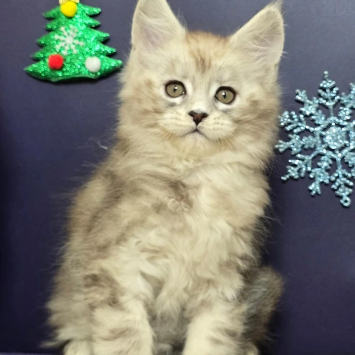 Aztec Maine Coon Kittens | Kittens for sale. 