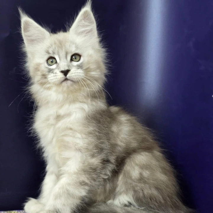 Amrita Maine Coon Kittens | Kittens for sale. 