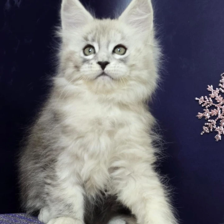 Amrita Maine Coon Kittens | Kittens for sale. 