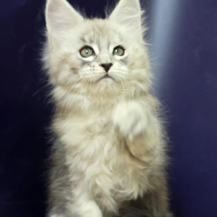 Amrita Maine Coon Kittens | Kittens for sale. 