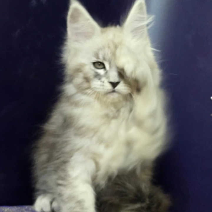 Amrita Maine Coon Kittens | Kittens for sale. 