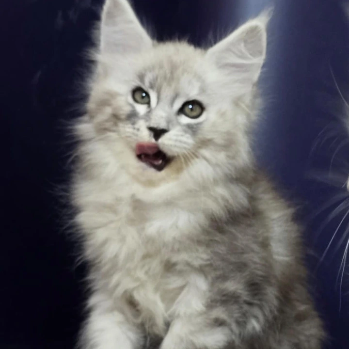 Amrita Maine Coon Kittens | Kittens for sale. 