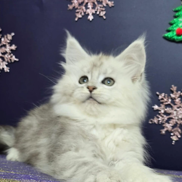 Amilia Maine Coon Kittens | Buy a kitten. 