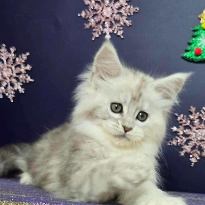 Amilia Maine Coon Kittens | Buy a kitten. 
