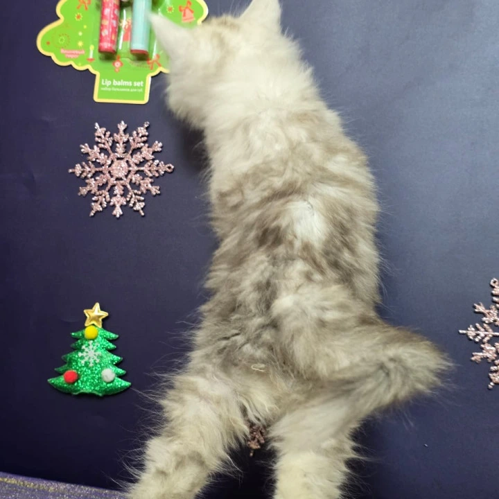 Amilia Maine Coon Kittens | Buy a kitten. 