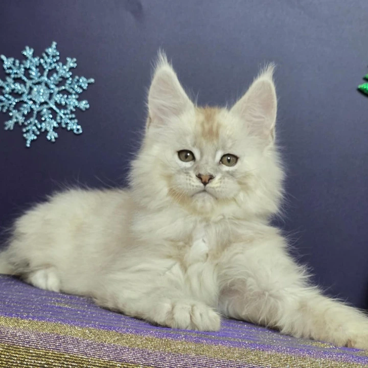 Avalon Maine Coon Kittens | Kittens for sale. 