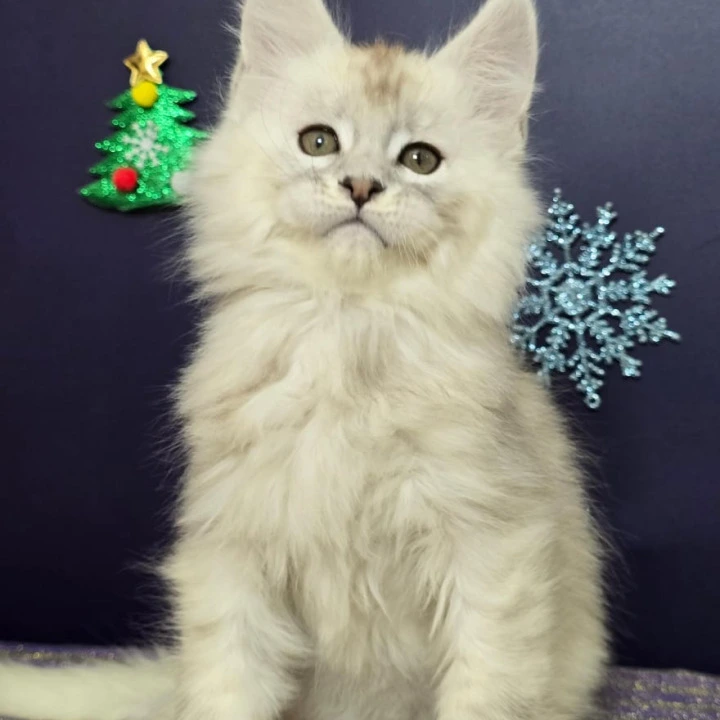 Avalon Maine Coon Kittens | Kittens for sale. 