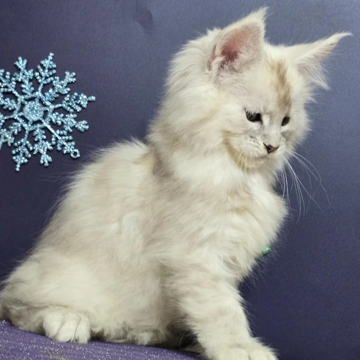 Avalon Maine Coon Kittens | Kittens for sale. 