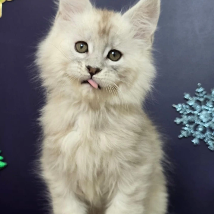 Avalon Maine Coon Kittens | Kittens for sale. 