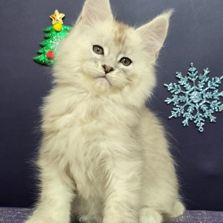 Avalon Maine Coon Kittens | Kittens for sale. 