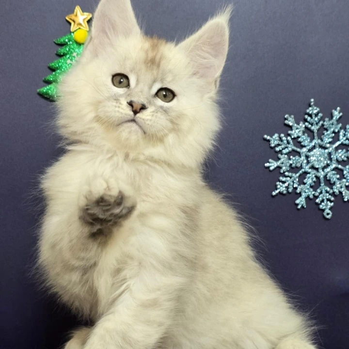 Avalon Maine Coon Kittens | Kittens for sale. 
