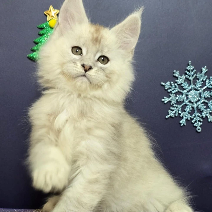 Avalon Maine Coon Kittens | Kittens for sale. 
