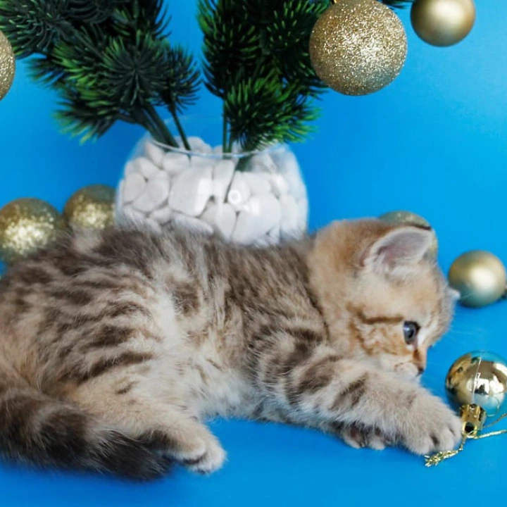 Carrie British Kittens | Kitten for sale. 