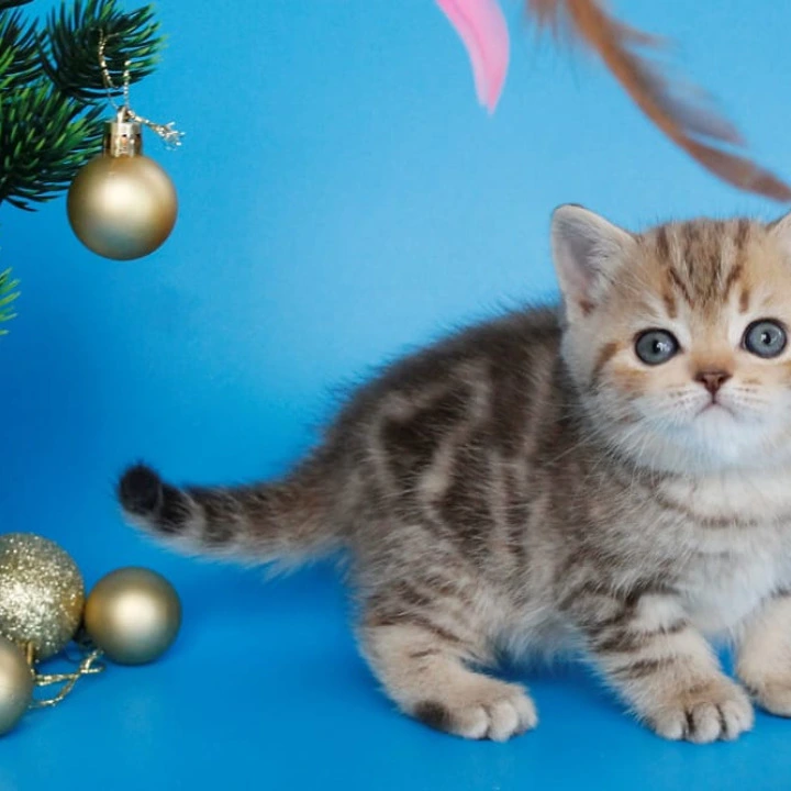 Carrie British Kittens | Kitten for sale. 