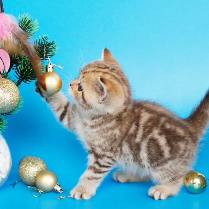 Carrie British Kittens | Kitten for sale. 