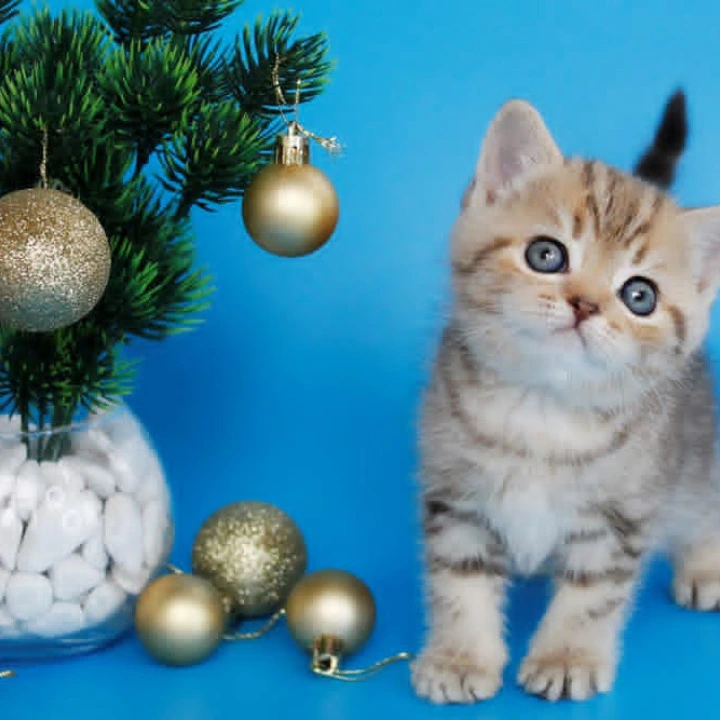 Carrie British Kittens | Kitten for sale. 