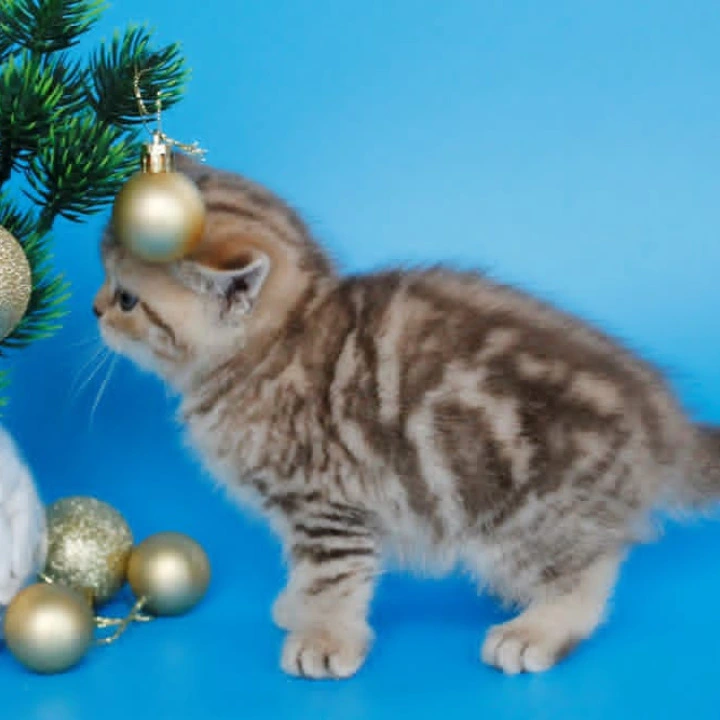 Carrie British Kittens | Kitten for sale. 