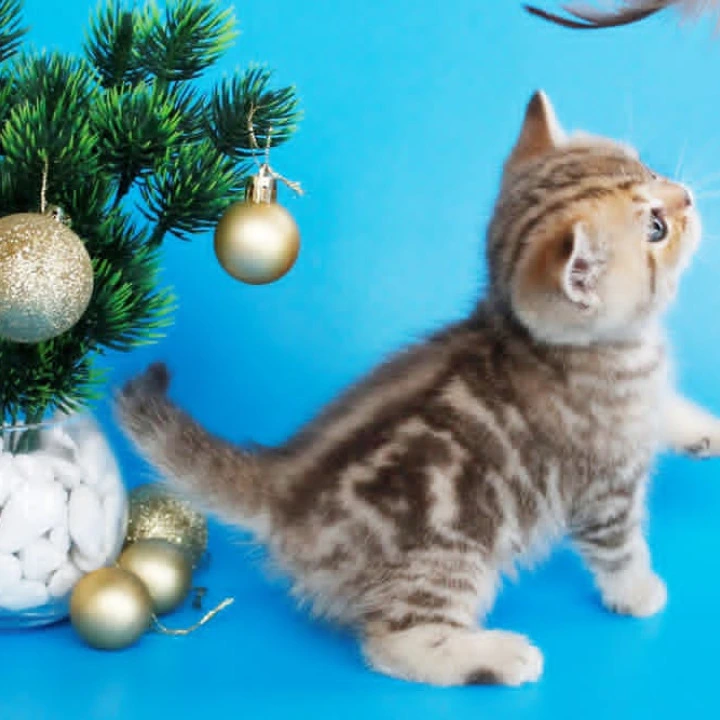 Carrie British Kittens | Kitten for sale. 