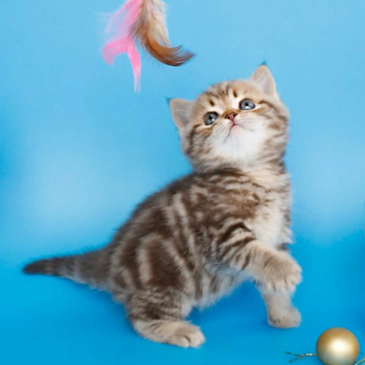 Connor British Kittens | Large selection of kittens. 